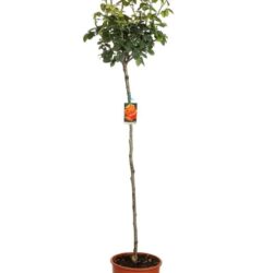 rosa arancio vermiglio alberello