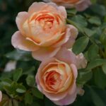rosa baby romantica rampicante