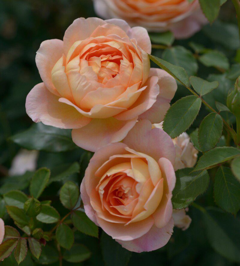 rosa baby romantica rampicante rosa baby romantica rampicante
