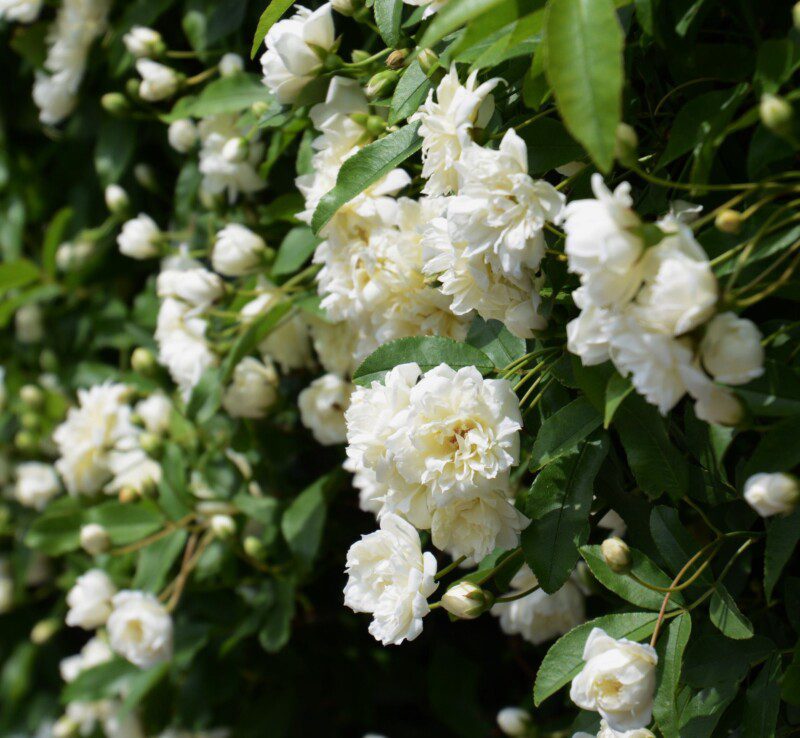 rosa banksiae alba rampicante 1