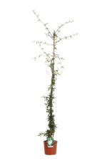 rosa banksiae alba rampicante