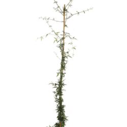 rosa banksiae alba rampicante