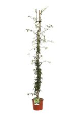 rosa banksiae lutea plena rampicante 2