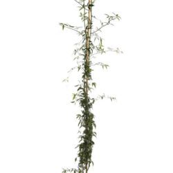 rosa banksiae lutea plena rampicante 2