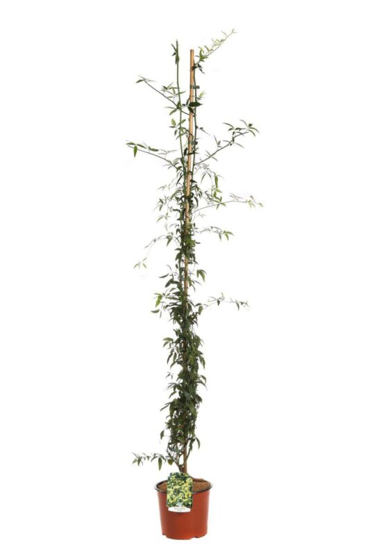 rosa banksiae lutea plena rampicante 2