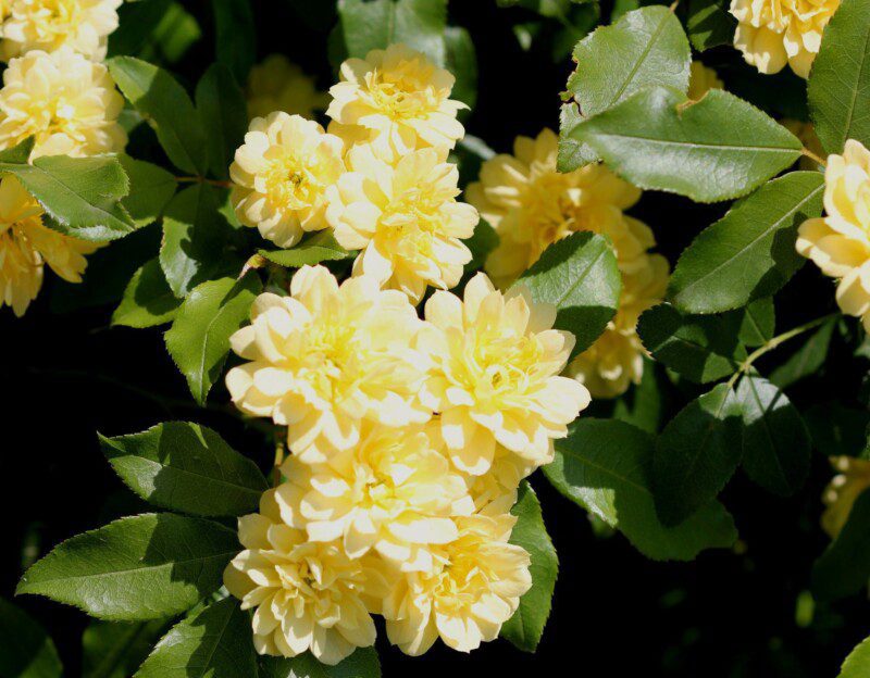 rosa banksiae lutea plena rampicante 3