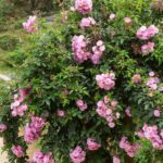 rosa banksiae rosea rampicante 1