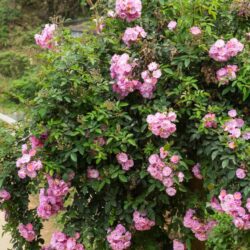 rosa banksiae rosea rampicante 1