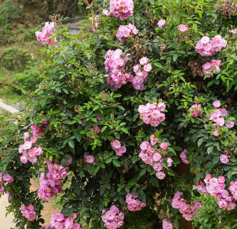 rosa banksiae rosea rampicante 1