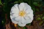 rosa bianco candido 1
