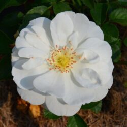 rosa bianco candido 1