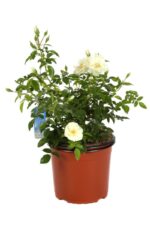rosa bianco candido