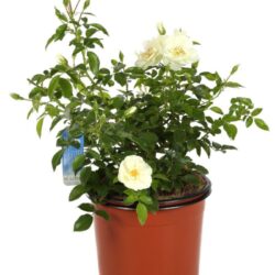 rosa bianco candido