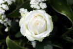rosa bianco neve alberello 1