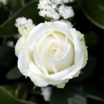 rosa bianco neve alberello 1