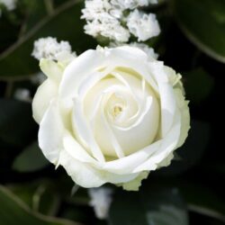 rosa bianco neve alberello 1
