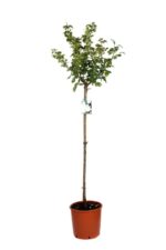 rosa bianco neve alberello