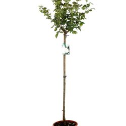 rosa bianco neve alberello