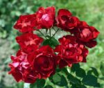 rosa black forest rose 1