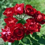 rosa black forest rose 1