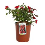 rosa black forest rose