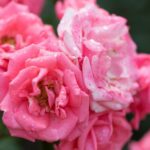 rosa camelot rampicante 1