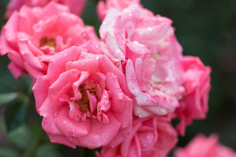 rosa camelot rampicante 1