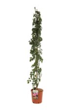 rosa camelot rampicante