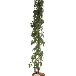 rosa camelot rampicante