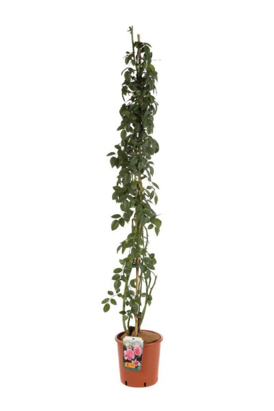 rosa camelot rampicante