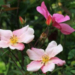 rosa chinensis mutabilis 1