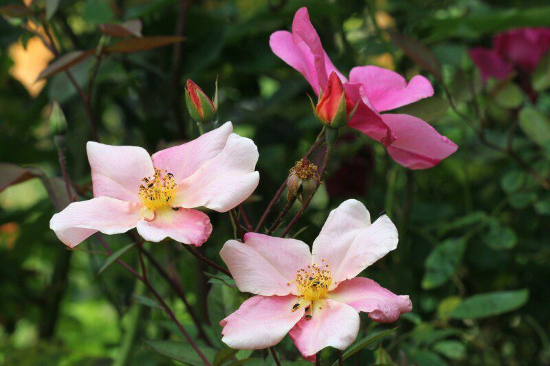 rosa chinensis mutabilis 1 rosa chinensis mutabilis 1