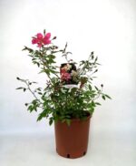 rosa chinensis mutabilis