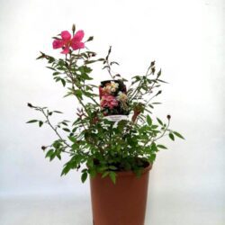rosa chinensis mutabilis