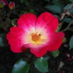 rosa cocktail rampicante