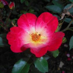 rosa cocktail rampicante