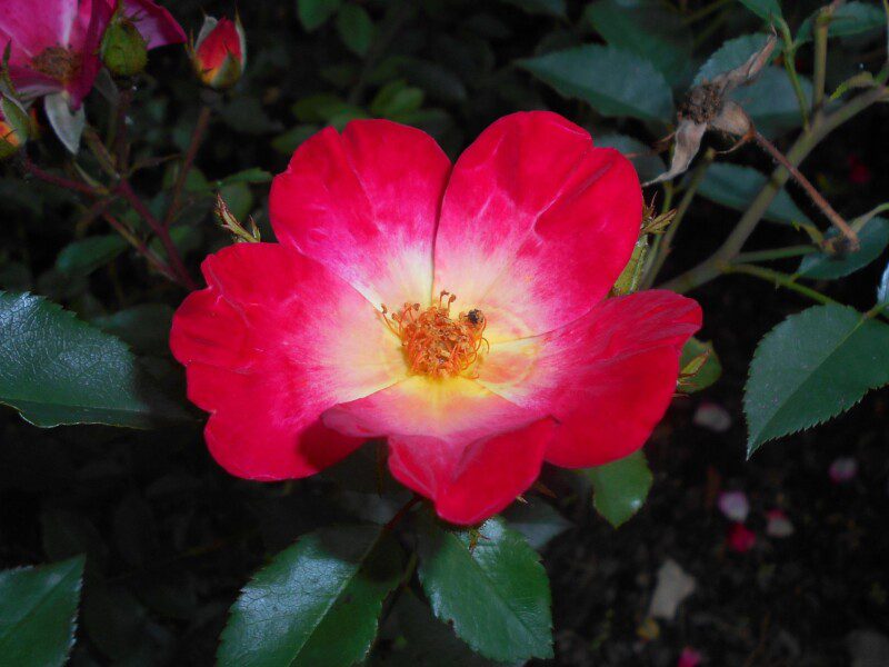 rosa cocktail rampicante