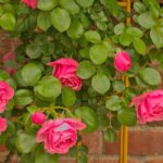 rosa cyclamen pierre de ronsard rampicante