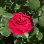 rosa dama di cuori