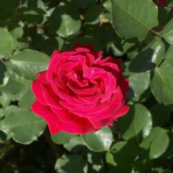 rosa dama di cuori