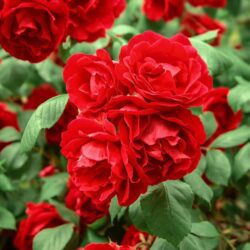 rosa ernest morse
