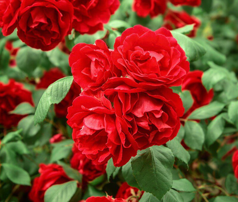 rosa ernest morse rosa ernest morse
