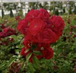 rosa fairy dance 1