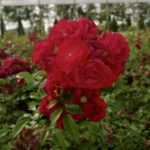 rosa fairy dance 1