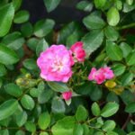 rosa fairy dark 1
