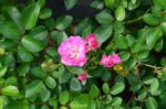rosa fairy dark 1