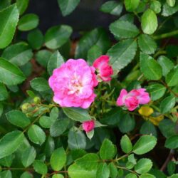 rosa fairy dark 1