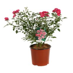 rosa fairy dark