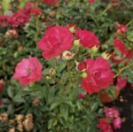 rosa fairy rood 1