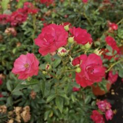rosa fairy rood 1